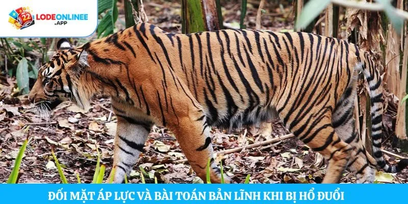 Đối mặt áp lực và bài toán bản lĩnh khi bị hổ đuổi