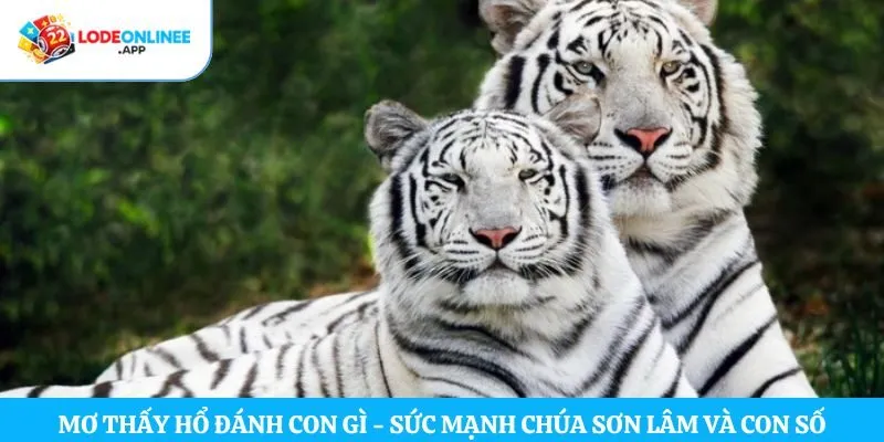 Mơ Thấy Hổ Đánh Con Gì – Sức Mạnh Chúa Sơn Lâm Và Con Số