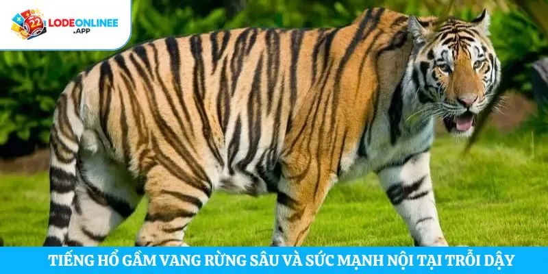 Tiếng hổ gầm vang rừng sâu và sức mạnh nội tại trỗi dậy